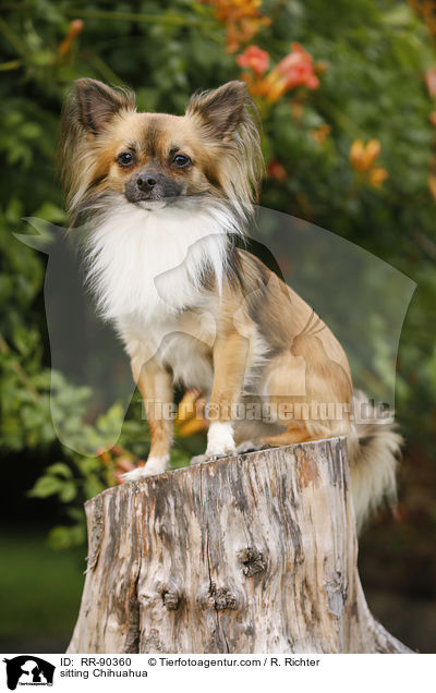 sitting Chihuahua / RR-90360