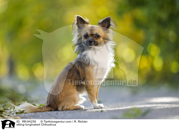 sitting longhaired Chihuahua / RR-94258