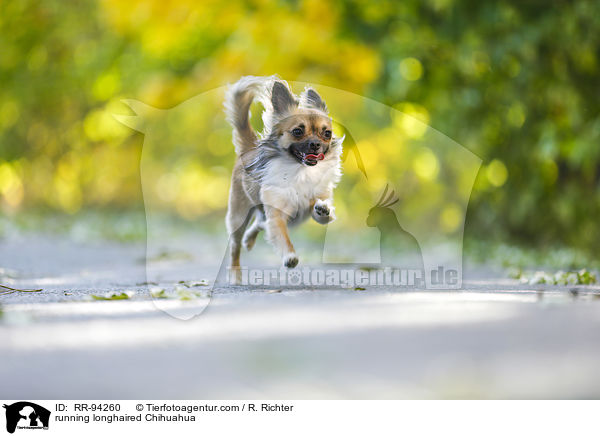 running longhaired Chihuahua / RR-94260