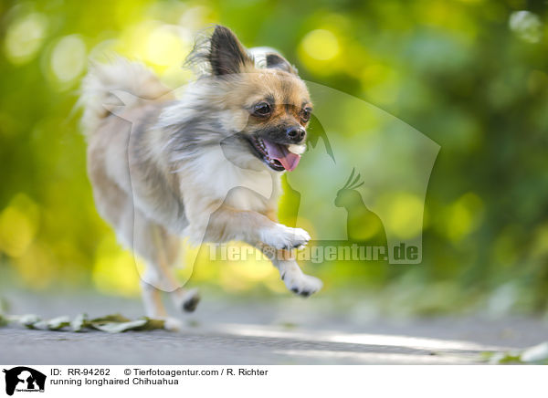 running longhaired Chihuahua / RR-94262