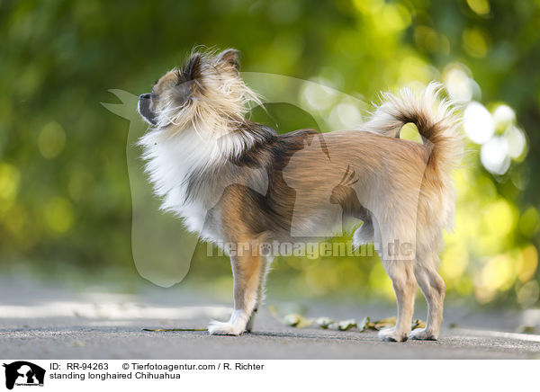 standing longhaired Chihuahua / RR-94263