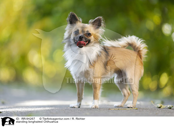 standing longhaired Chihuahua / RR-94267