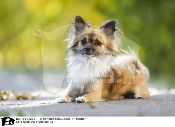 lying longhaired Chihuahua / RR-94273