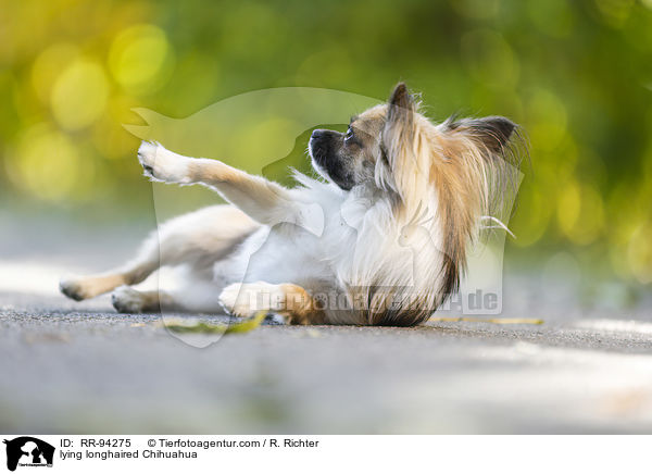 lying longhaired Chihuahua / RR-94275