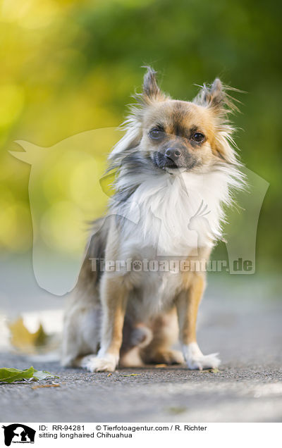 sitting longhaired Chihuahua / RR-94281
