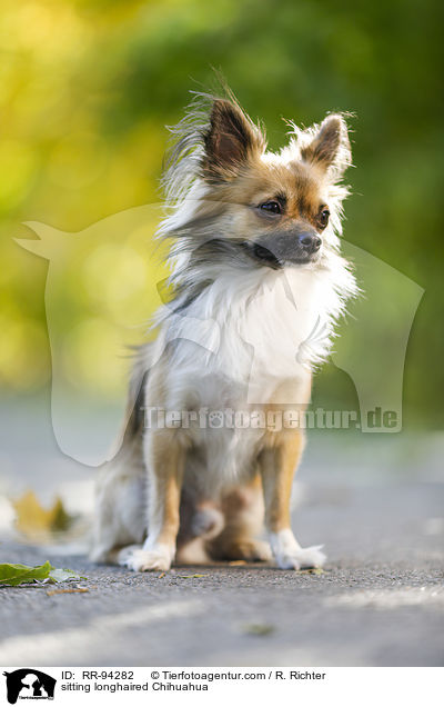 sitting longhaired Chihuahua / RR-94282