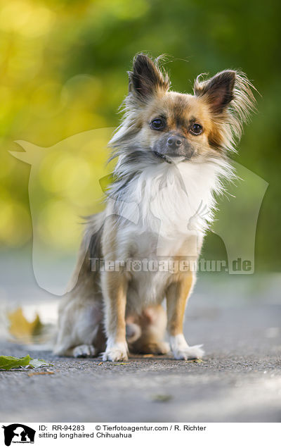 sitting longhaired Chihuahua / RR-94283