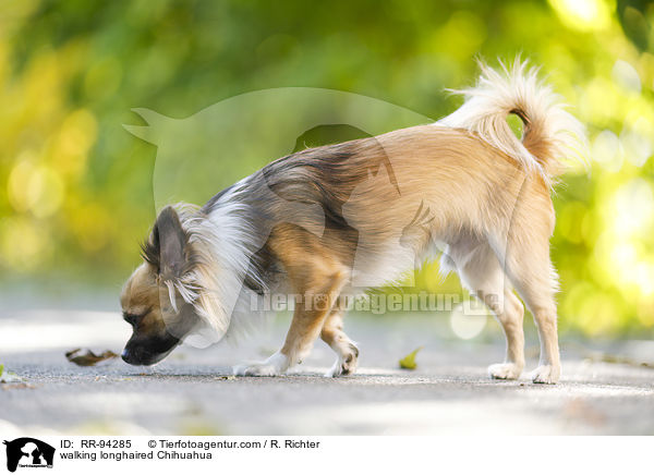 walking longhaired Chihuahua / RR-94285