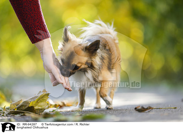 longhaired Chihuahua / RR-94287