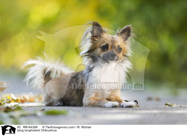 lying longhaired Chihuahua / RR-94288