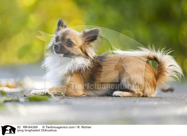 lying longhaired Chihuahua / RR-94289