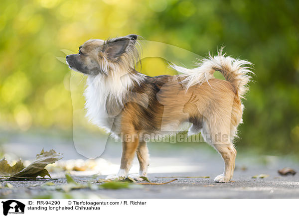 standing longhaired Chihuahua / RR-94290