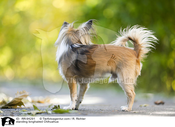 standing longhaired Chihuahua / RR-94291