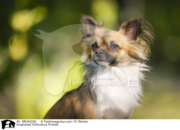 longhaired Chihuahua Portrait / RR-94299