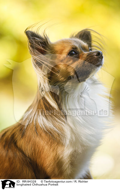 longhaired Chihuahua Portrait / RR-94328