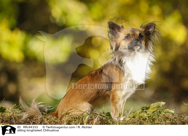 sitting longhaired Chihuahua / RR-94333