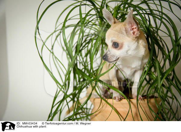 Chihuahua with plant / MW-03434
