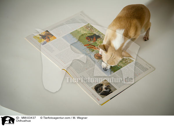 Chihuahua / Chihuahua / MW-03437