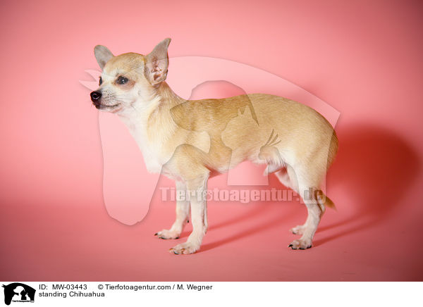 standing Chihuahua / MW-03443