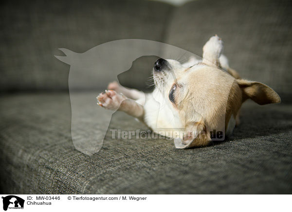 Chihuahua / MW-03446