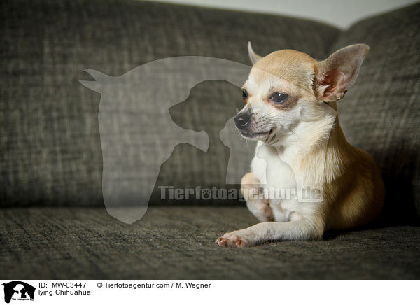 lying Chihuahua / MW-03447