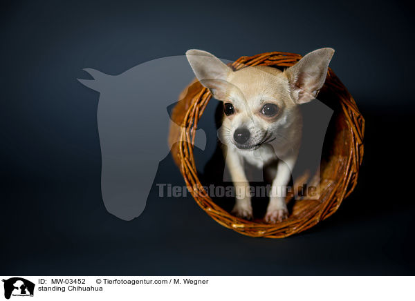 standing Chihuahua / MW-03452