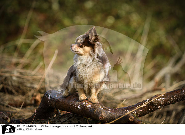 sitting Chihuahua / YJ-14674