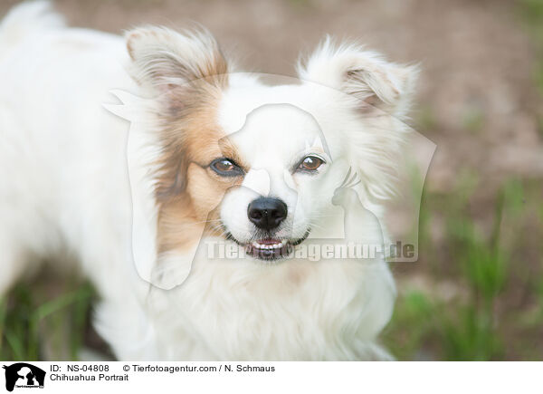 Chihuahua Portrait / NS-04808