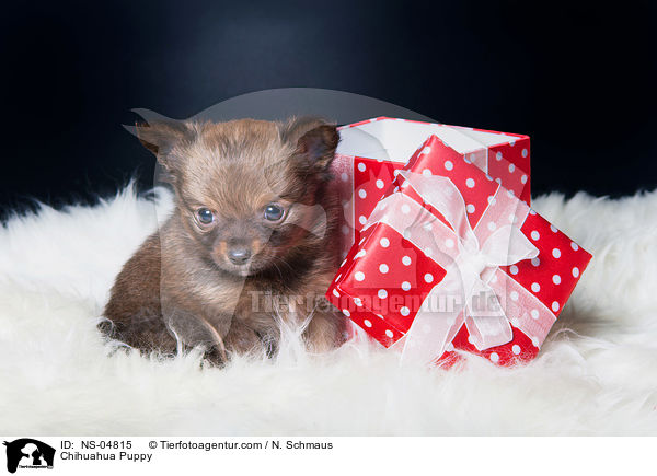 Chihuahua Puppy / NS-04815