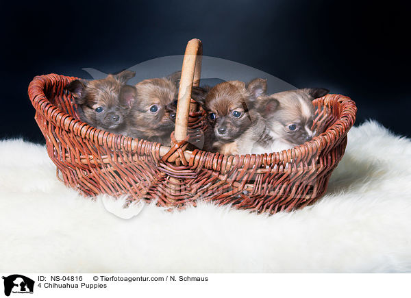 4 Chihuahua Puppies / NS-04816