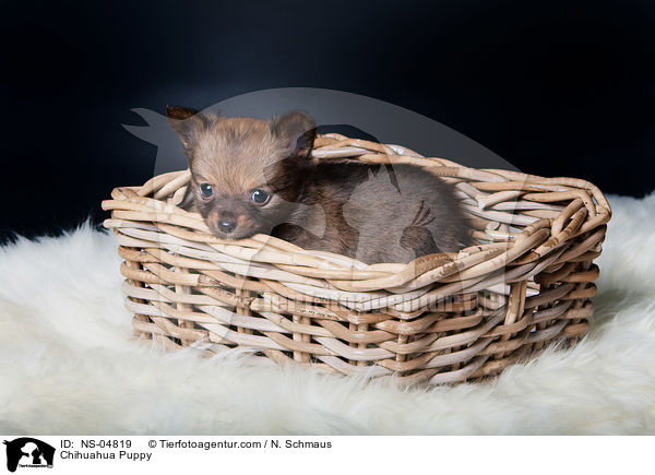 Chihuahua Puppy / NS-04819