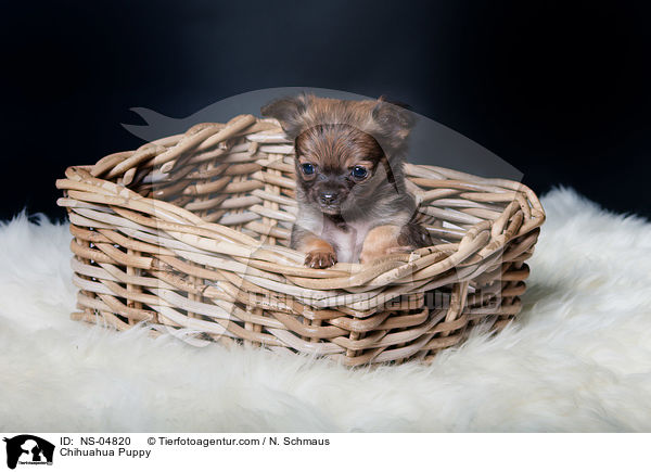 Chihuahua Puppy / NS-04820