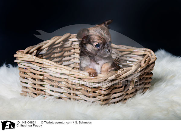Chihuahua Puppy / NS-04821