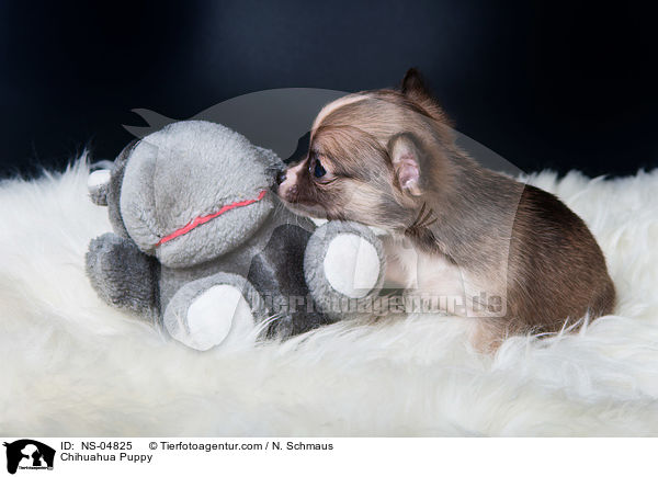 Chihuahua Puppy / NS-04825