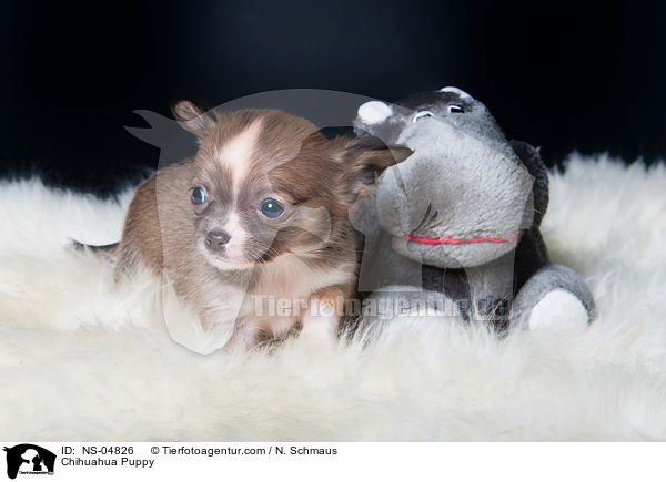 Chihuahua Puppy / NS-04826