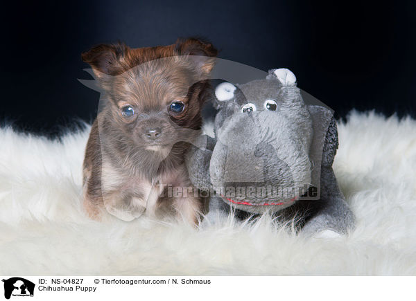 Chihuahua Puppy / NS-04827