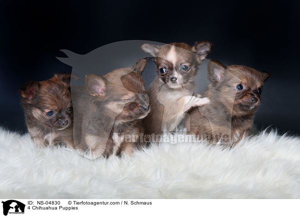 4 Chihuahua Puppies / NS-04830