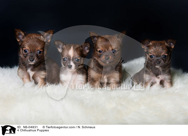 4 Chihuahua Puppies / NS-04831
