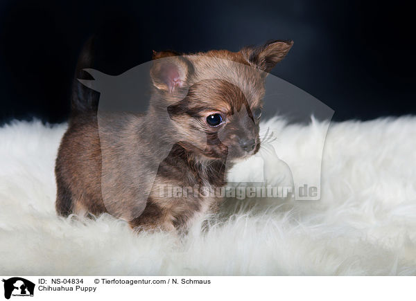 Chihuahua Puppy / NS-04834