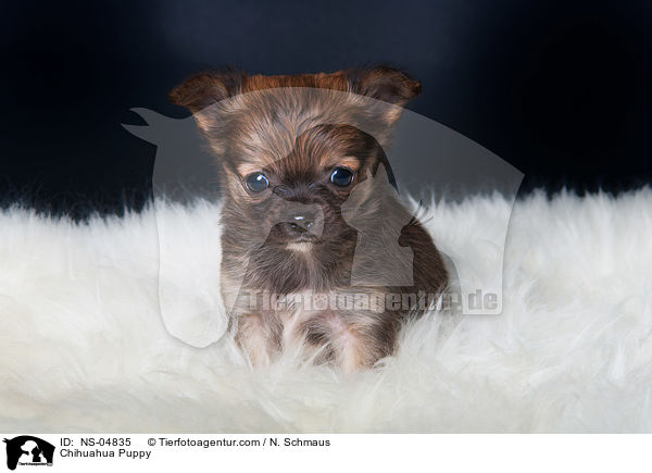 Chihuahua Puppy / NS-04835