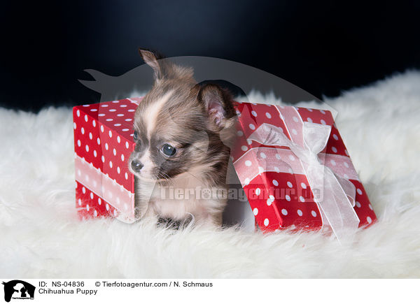 Chihuahua Puppy / NS-04836