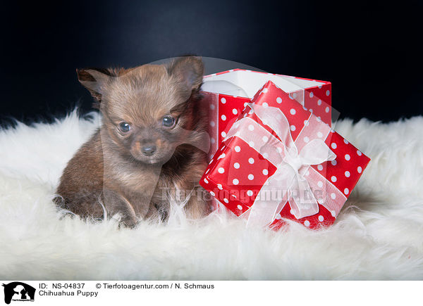 Chihuahua Puppy / NS-04837