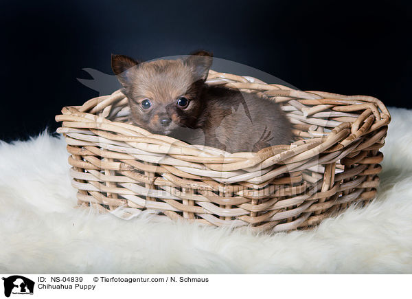 Chihuahua Puppy / NS-04839
