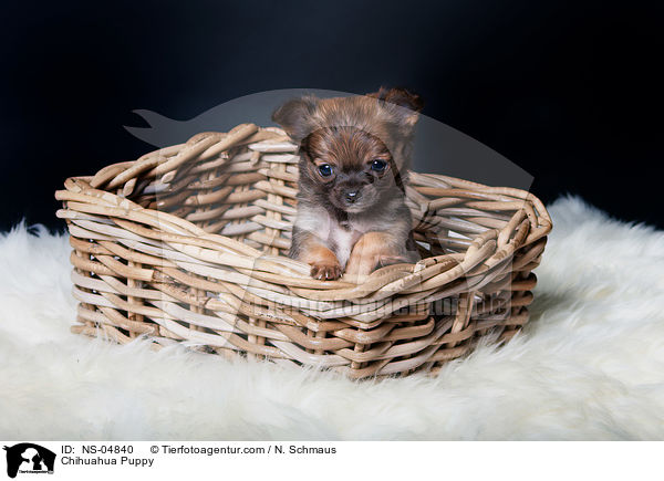 Chihuahua Puppy / NS-04840