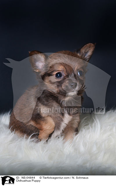 Chihuahua Puppy / NS-04844