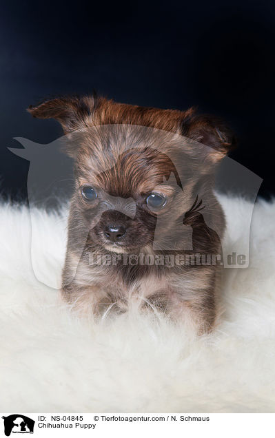 Chihuahua Puppy / NS-04845