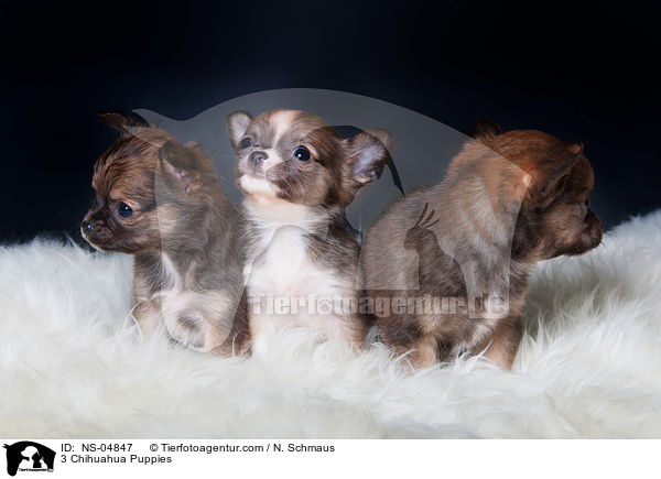 3 Chihuahua Puppies / NS-04847