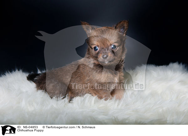 Chihuahua Puppy / NS-04853