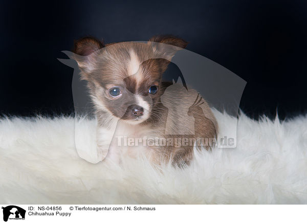 Chihuahua Puppy / NS-04856