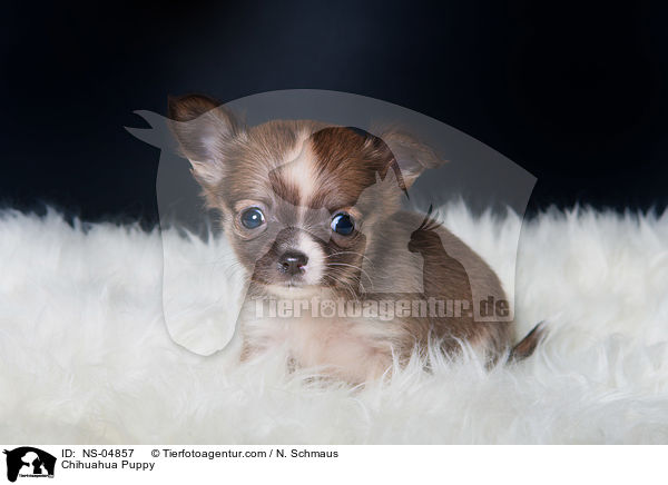 Chihuahua Puppy / NS-04857